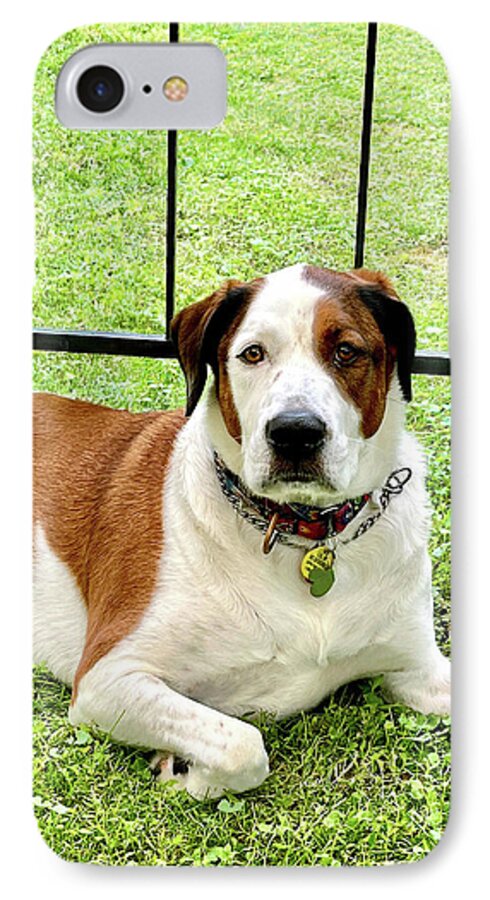 English Foxhound Labrador Retriever Mix Dog - Phone Case
