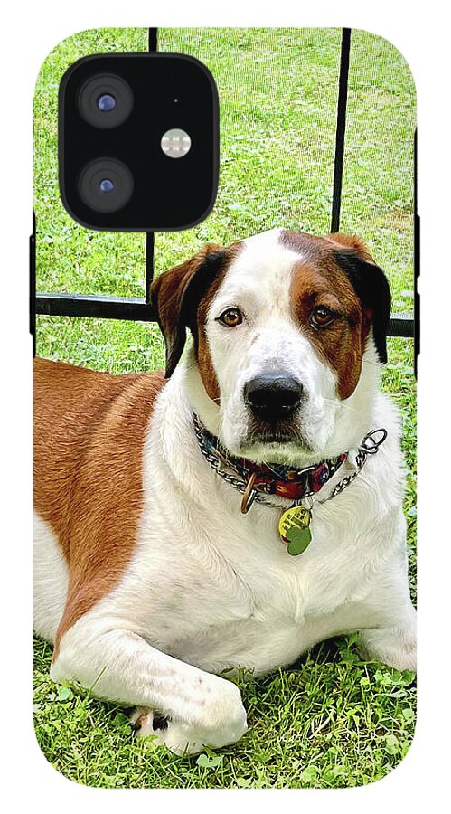 English Foxhound Labrador Retriever Mix Dog - Phone Case
