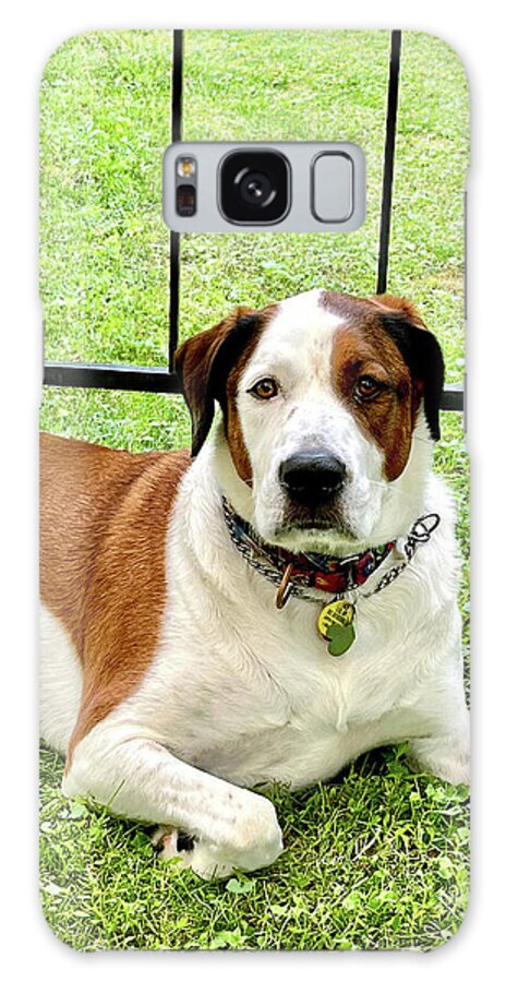English Foxhound Labrador Retriever Mix Dog - Phone Case