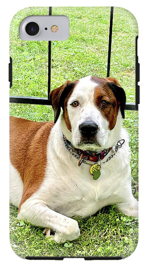 English Foxhound Labrador Retriever Mix Dog - Phone Case