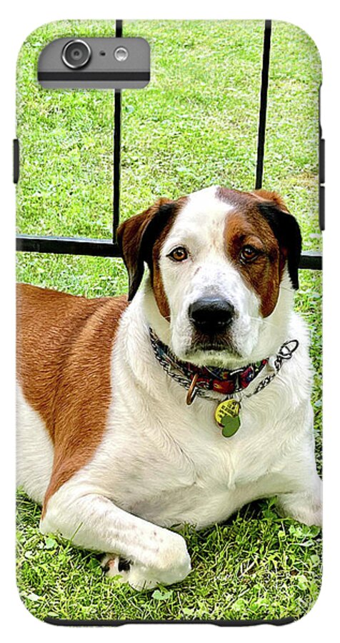 English Foxhound Labrador Retriever Mix Dog - Phone Case