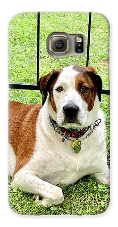English Foxhound Labrador Retriever Mix Dog - Phone Case