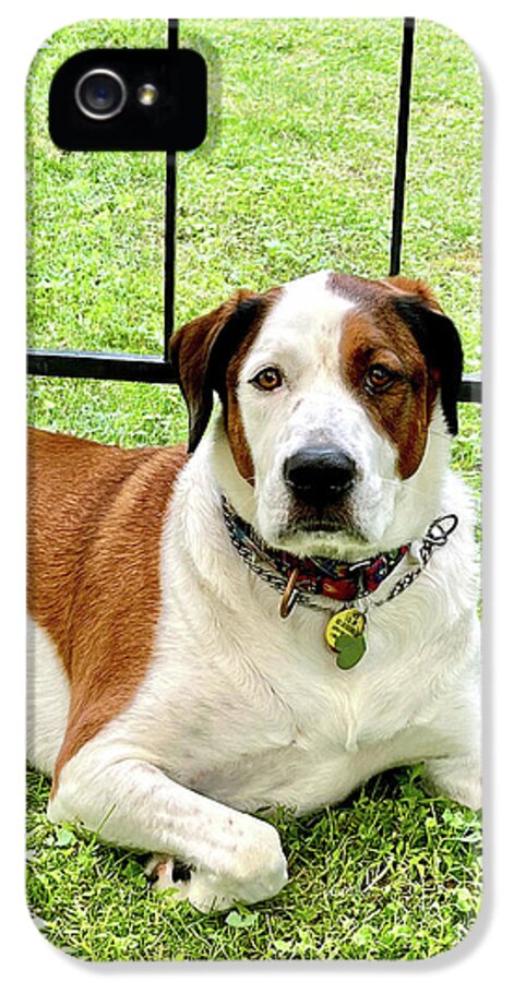 English Foxhound Labrador Retriever Mix Dog - Phone Case