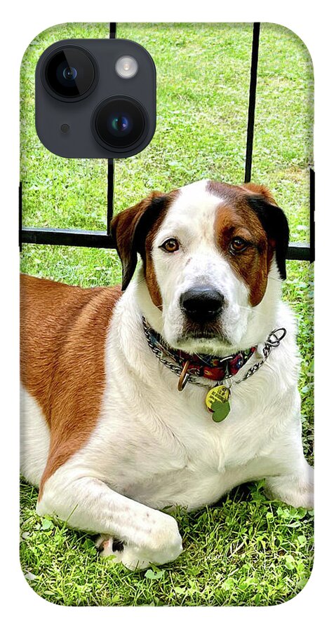 English Foxhound Labrador Retriever Mix Dog - Phone Case