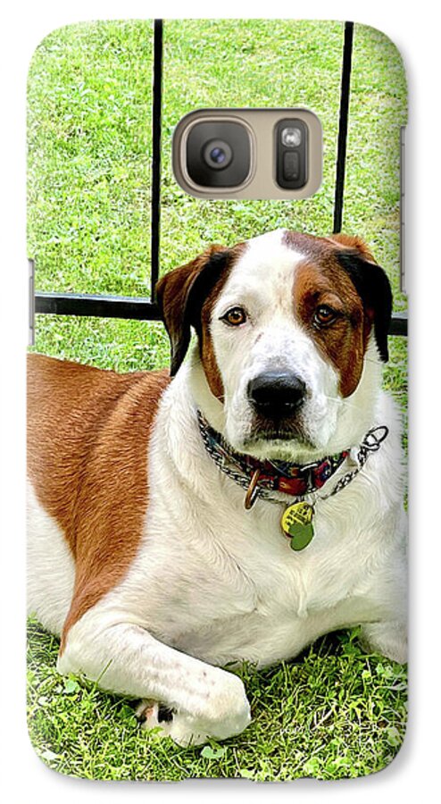 English Foxhound Labrador Retriever Mix Dog - Phone Case