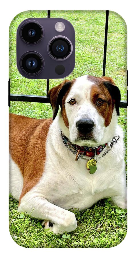 English Foxhound Labrador Retriever Mix Dog - Phone Case