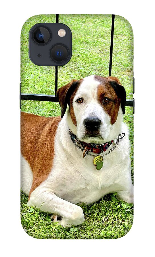 English Foxhound Labrador Retriever Mix Dog - Phone Case